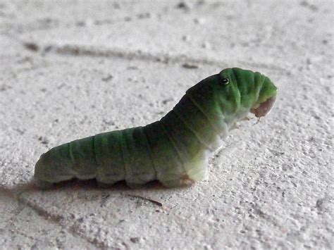 Eastern Tiger Swallowtail Caterpillar Photograph by Richard Bryce and ...