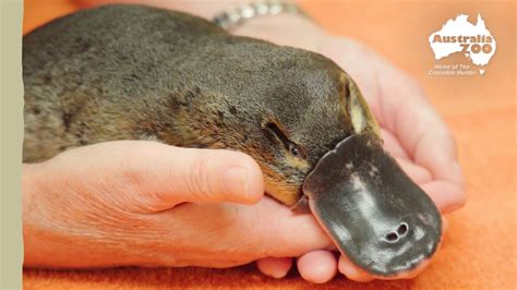 What happened to this sweet platypus? | Wildlife Warriors Missions - YouTube