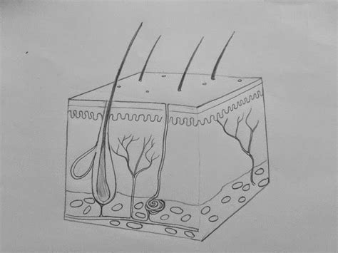 DRAW IT NEAT : How to draw skin LS | Biology diagrams, Biology facts ...