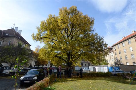 No smoking or advertising. Košice has a new protected tree - spectator.sme.sk