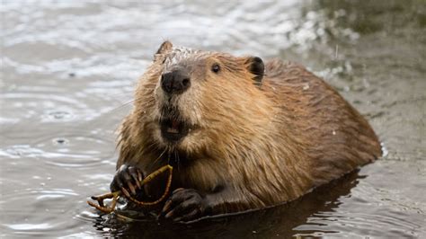 Animality: Beavers