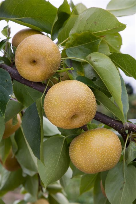 Fruit trees: the five easiest to grow - The English Garden