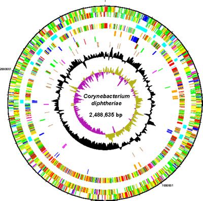 Corynebacterium diphtheriae - microbewiki