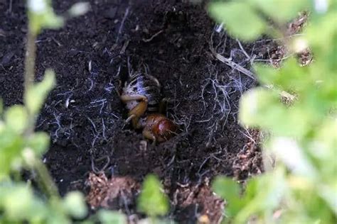 Potato Bug Bite Poisonous And Dangerous? Or Useful for the garden?