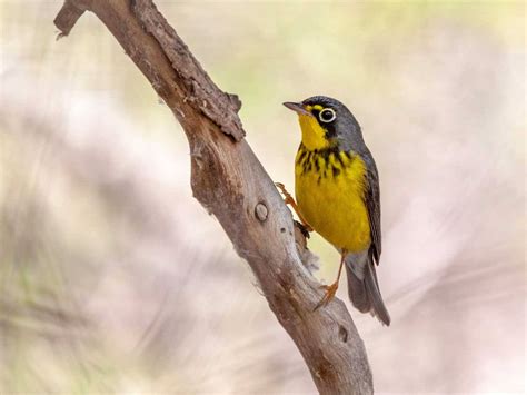 In the middle of a warbler migration - Roaming Owls