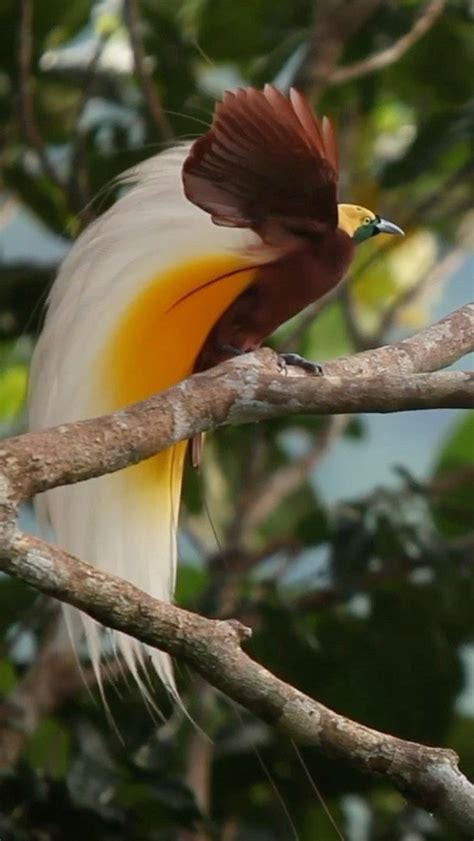 gambar flora dan fauna di papua - Amy Thomson