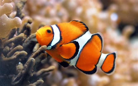 fish share: GAMBAR IKAN HIAS CLOWNFISH 1