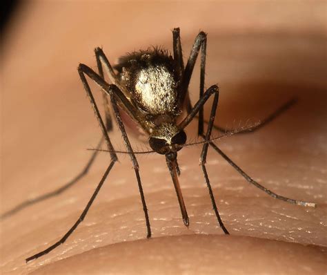 Scientists Find New Invasive Mosquito Species In Florida | WUWF