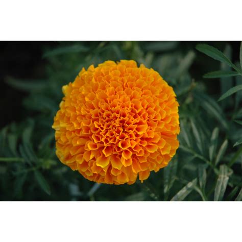 Marigold Orange Seeds - Agrisetu E-Market