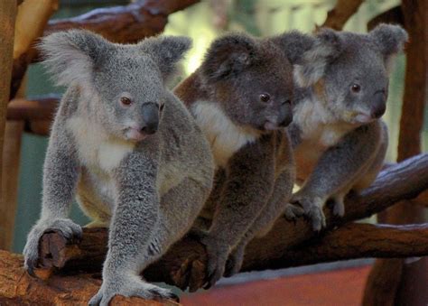 Lone Pine Koala Sanctuary - Brisbane Executive Transfers