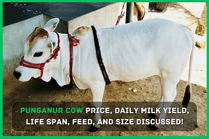 Punganur Cow Price, LifeSpan, Milk Per Day, Milk Price Per litre!