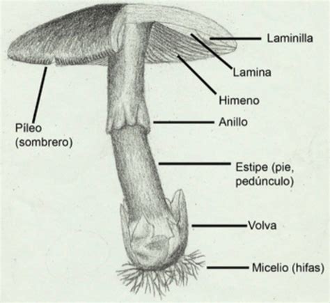 Reino Fungi