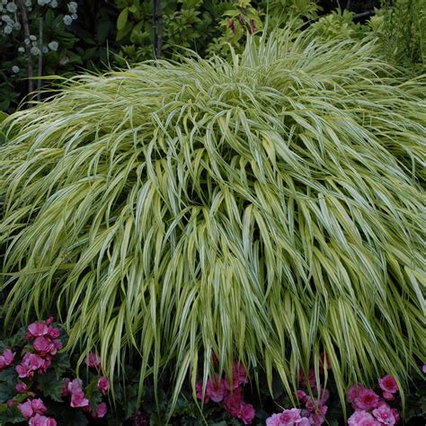 Hakonechloa Aureola - Buy Hakone Grass Perennials Online