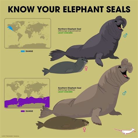 Elefantes marinos (Mirounga) | Elephant seal, Animals wild, Fun facts about animals