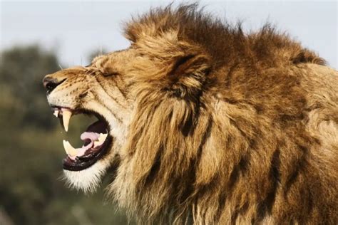 Do Lions Eat Humans? Understanding Lion Aggression and Risks - Tiger Tribe