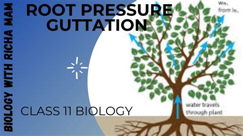 Root pressure and guttation || transpiration pull || class 11 biology - YouTube