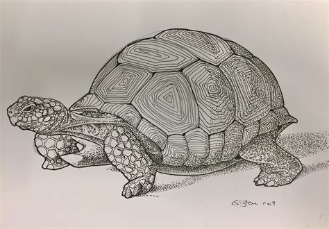 Tortoise patterns | Tortoise drawing, Turtle drawing, Turtle art