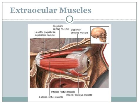 Orbit and Extra-Ocular Muscles