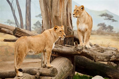 Two Lions Free Stock Photo - Public Domain Pictures