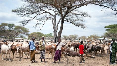 No Country For Nomads: The Hard Life Of A Somali Shepherd | Saxafi Media