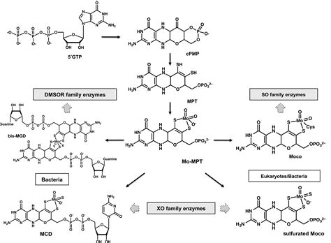 Shared function and moonlighting proteins in molybdenum cofactor ...