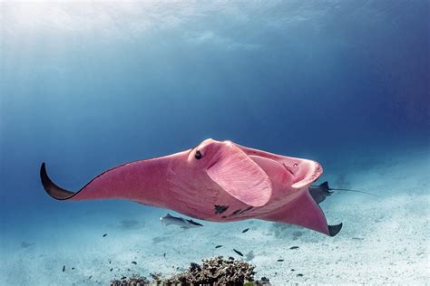 Photographer Captures Beautiful Photos of the World's Only Known Pink ...