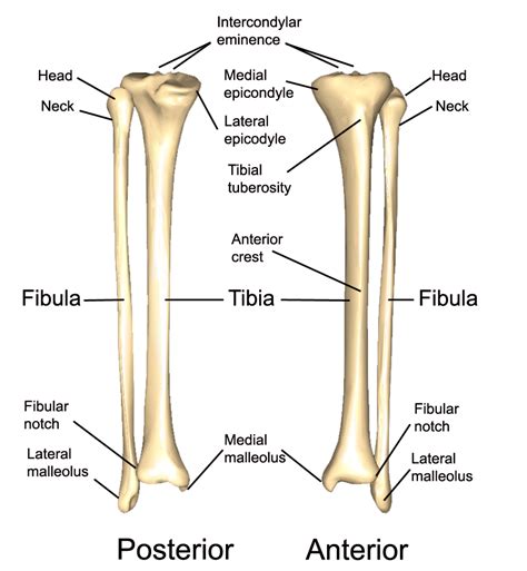 [DIAGRAM] Tibia Fibula Bone Diagram - MYDIAGRAM.ONLINE