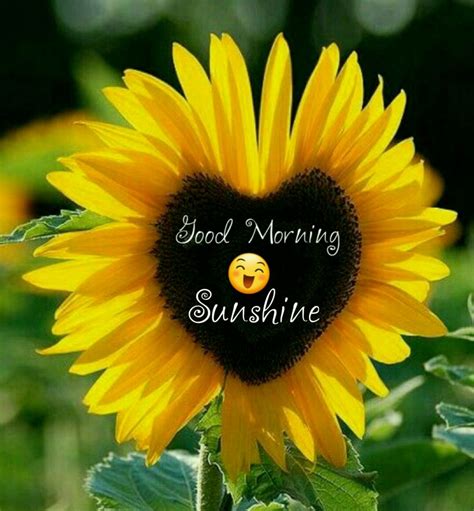 Good Morning Sunflower Wallpaper