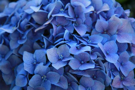 Blue Flowers Wallpapers Images Photos Pictures Backgrounds