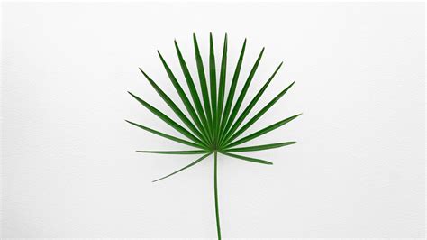 Minimalist Plant Wallpapers on WallpaperDog