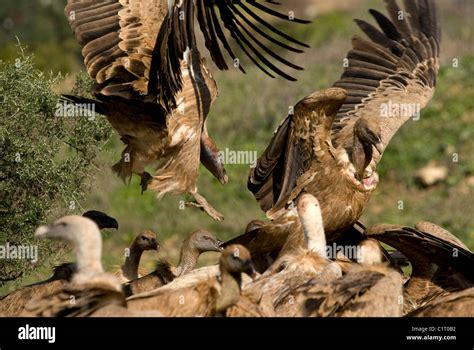 Vultures eating carcass hi-res stock photography and images - Alamy