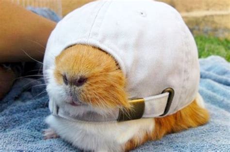 Just 21 Adorable Animals Wearing Cute Hats | Cuteness