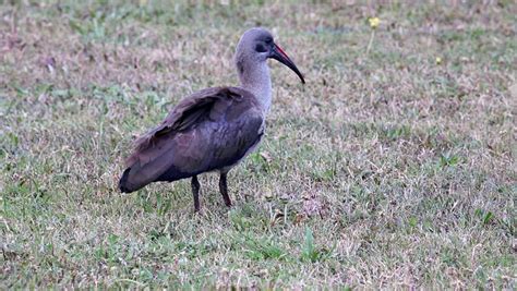 A Group Of Hadeda Ibis (Bostrychia Hagedash) Foraging In Water, South Africa Stock Footage Video ...