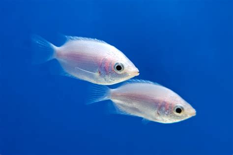 Kissing Gourami • Think smart, think eSHa!