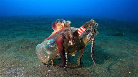 Octopuses are using human garbage as shelter, camouflage and more, study finds | CBC Radio
