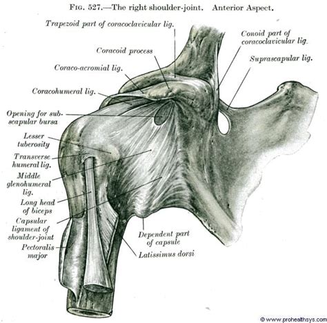 Ligaments of the Scapula - Prohealthsys