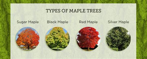 How to Tap a Maple Tree in 5 Steps | Tapping Maple Trees