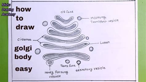 How TO Draw golgi body easy/golgi apparatus drawing easy - YouTube