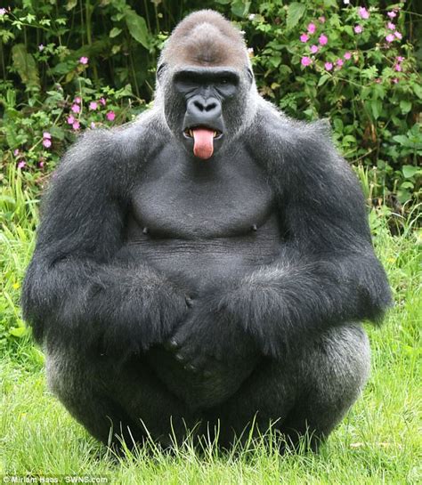 Gorilla Kiondo is snapped sticking out his tongue in Devon | Daily Mail Online