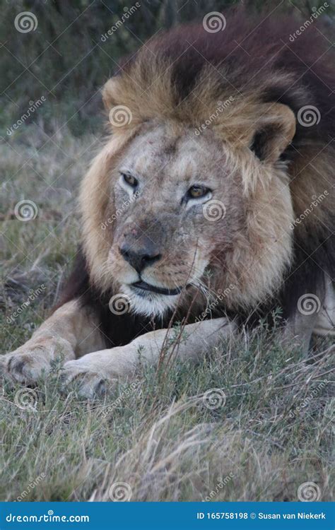 Male Lion Resting after Feeding Stock Photo - Image of feeding, big5 ...