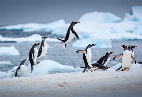 Penguins are facing extinction thanks to climate change, say WWF ...