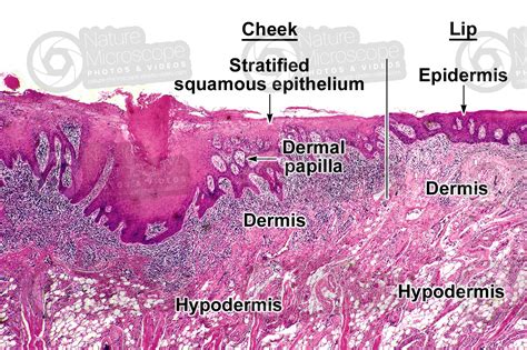 Hypodermis Histology