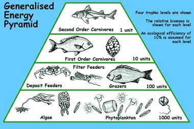 sea life worksheets | Graphic of a Generalised Energy Pyramid | Energy ...