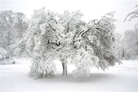 Minnesota winter landscape photography. Monochrome. Snow