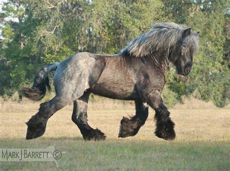 Blue roan Brabant Draft stallion. | Rare horses, Horses, Big horses