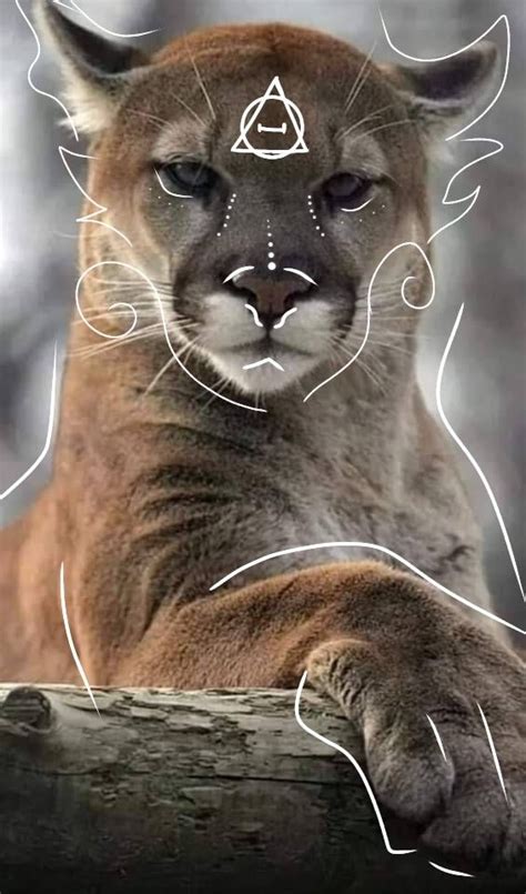 a close up of a puma on a log with lines drawn across it's face