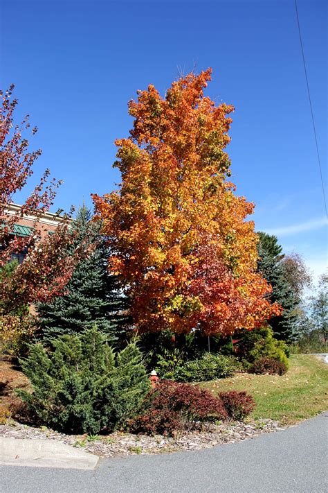 Fall color in Boone NC on Saturday, 10/13/2012 (Hewitt photograph ...