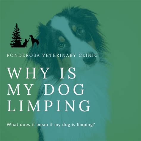 Why Is My Dog Limping? | Ponderosa Veterinary Clinic