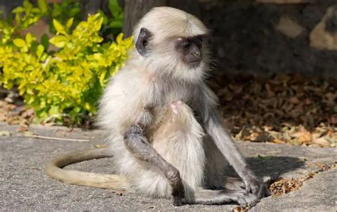 Northern Plains Gray Langur | The Animal Facts | Appearance, Diet