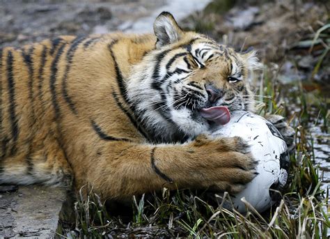 Critter count: London Zoo begins annual animal census | The Japan Times